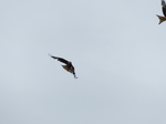 FZ015142 Red kite (Milvus milvus).jpg